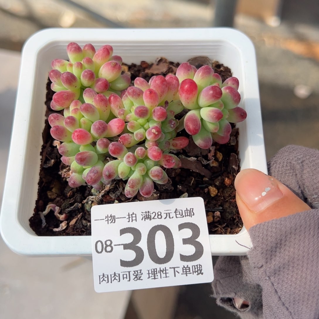 果冻乙女心多肉多肉多肉