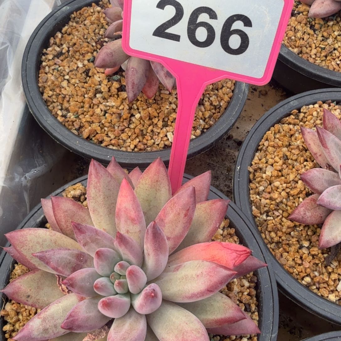 多肉植物虞美人266