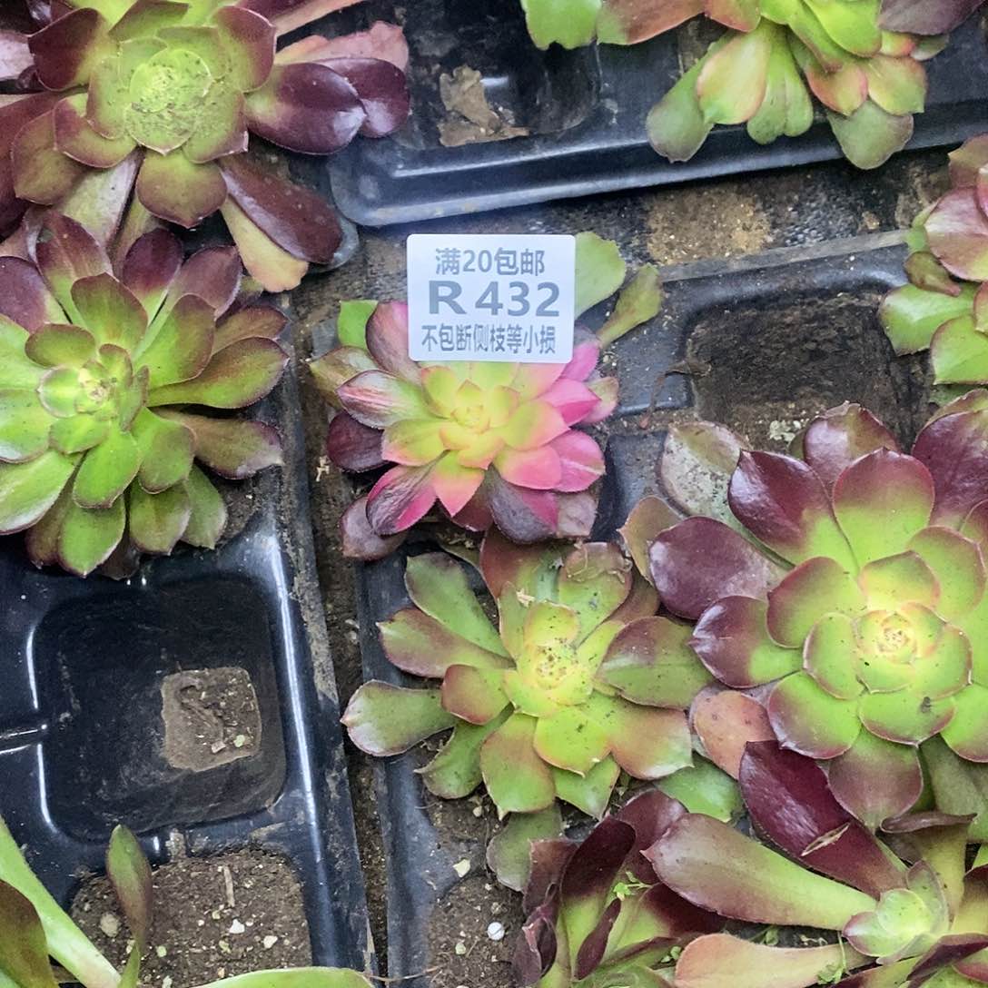 绍羞七彩多肉法师锦，432