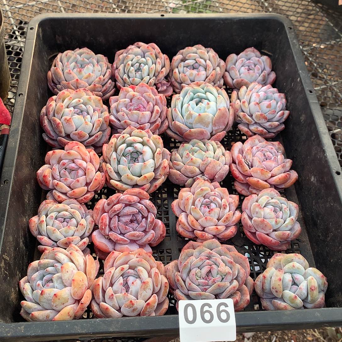 066橙子多肉植物组合