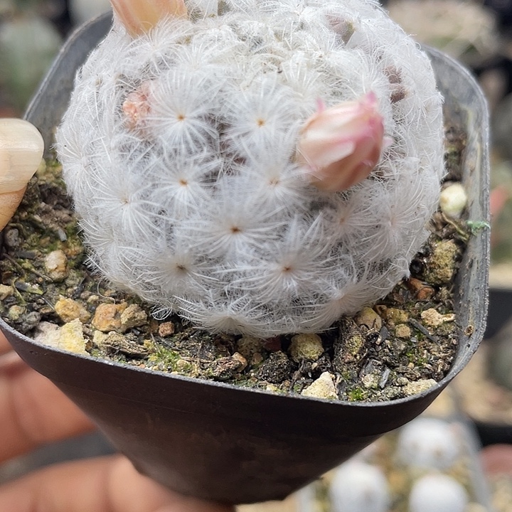 自根佛头白星这颗包邮