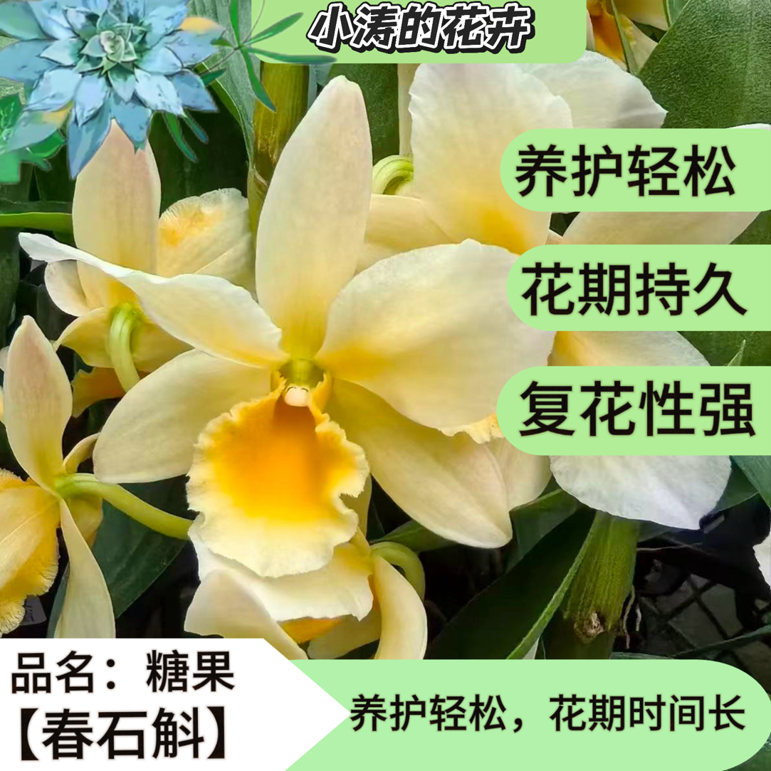 春石斛盆栽《糖果》多年生花卉可养在室内阳台客厅窗台