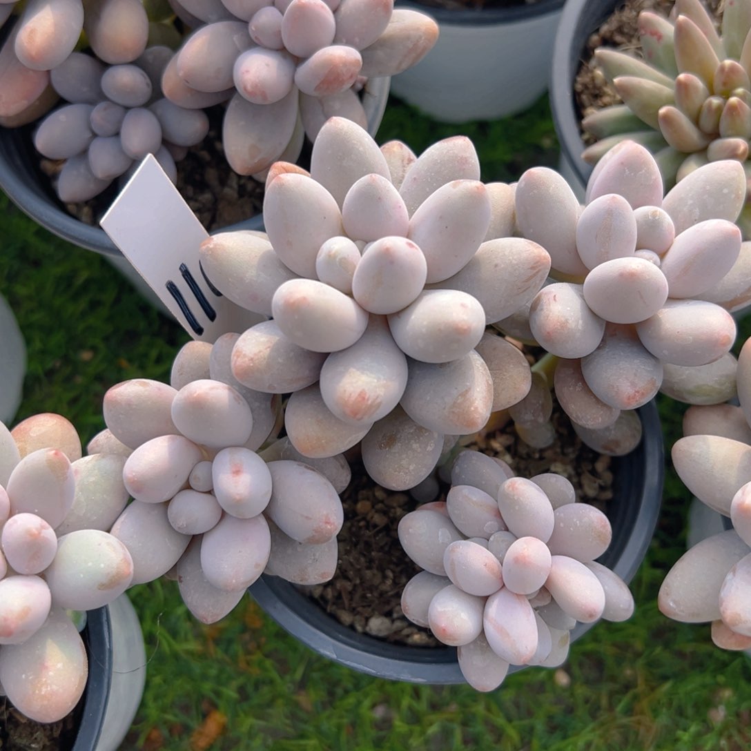 福利来啦打榜啦打榜