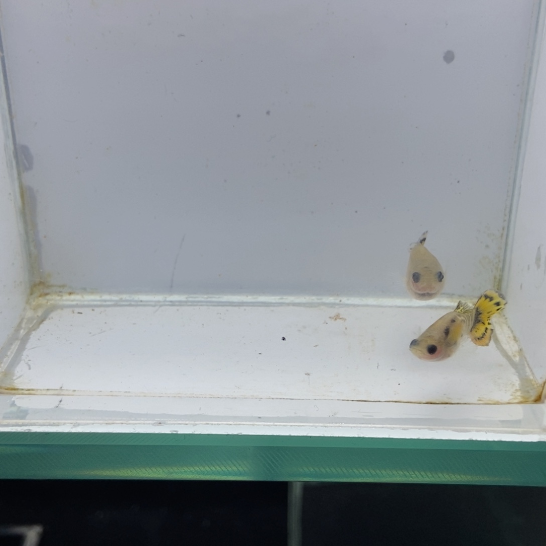 孔雀鱼玻璃猫小蜜蜂