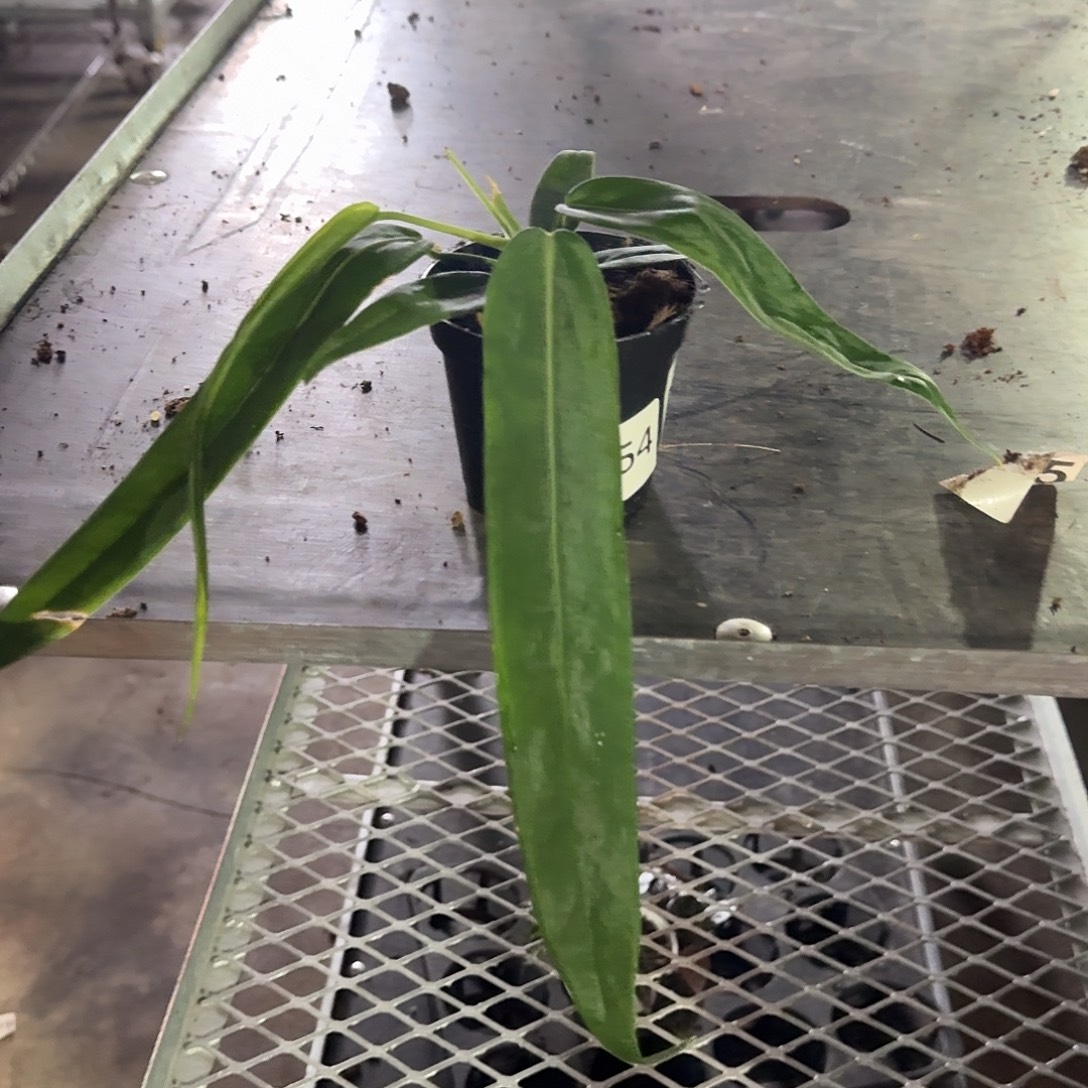 阝***完全开放D180叶损银脉