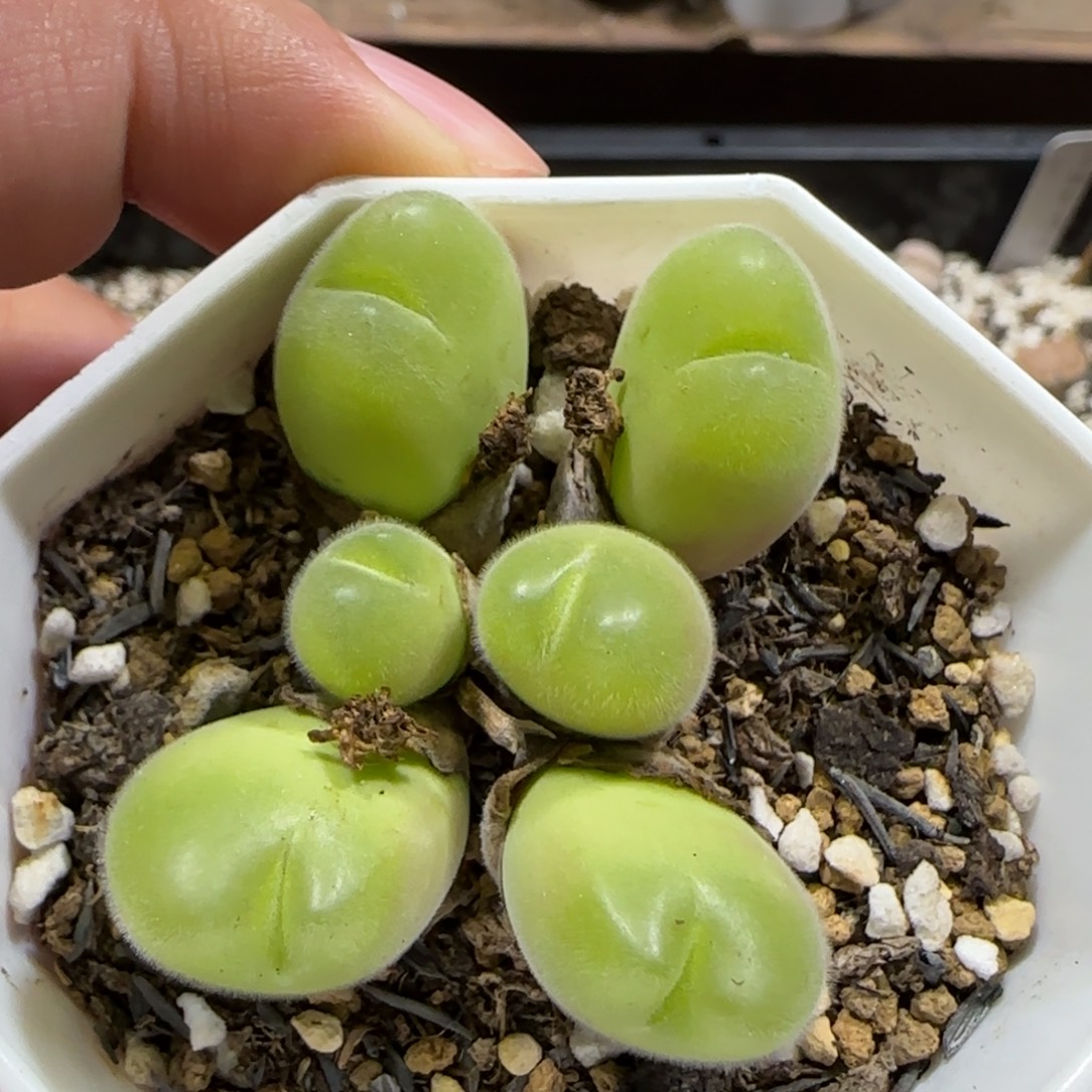 12.13。    长毛翠滴。    2007