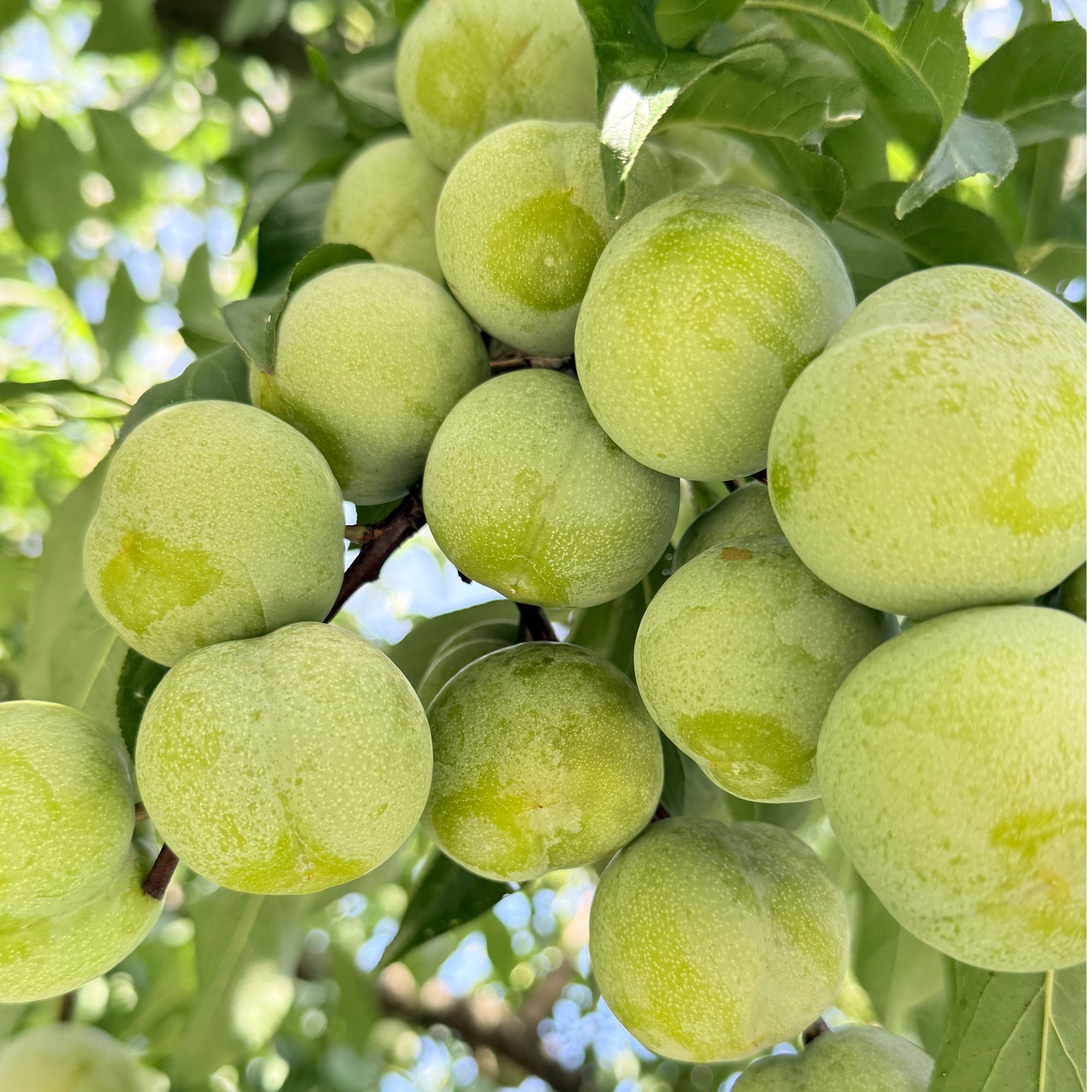 乡村农家自己种植土李子脆甜