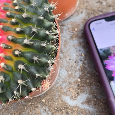 牡丹綴化仙人球，247800