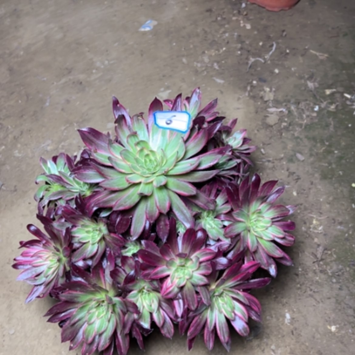 【闪购商品】阳****6多肉植物惊鸿不售后6