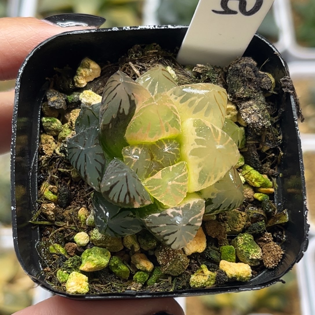 50糊斑龙爪玉露锦福利专场