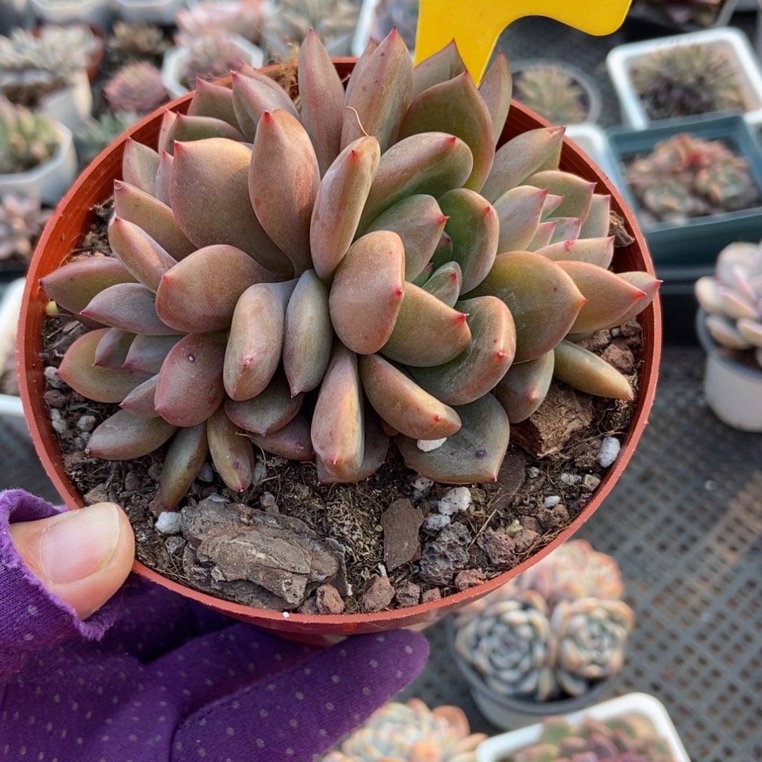 6110夜魔侠多肉植物