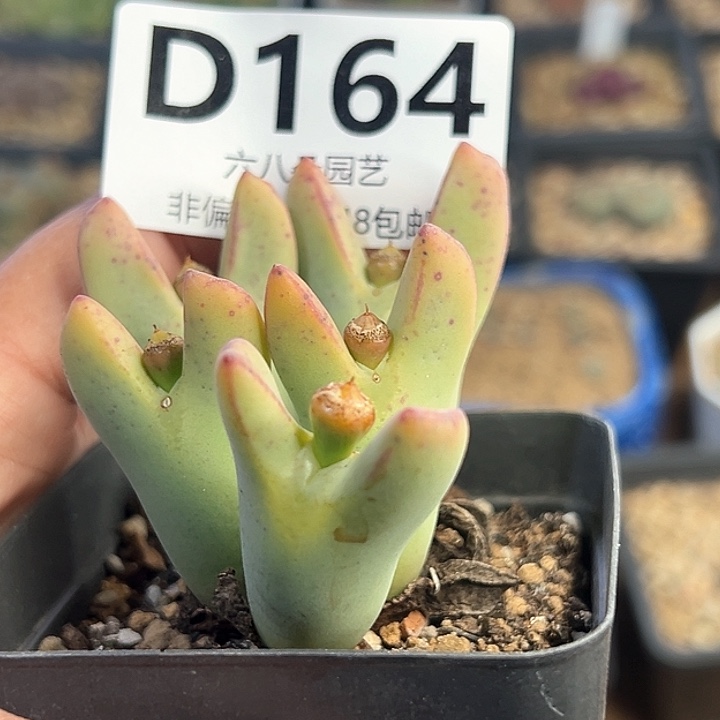 特价5头大将11111多肉