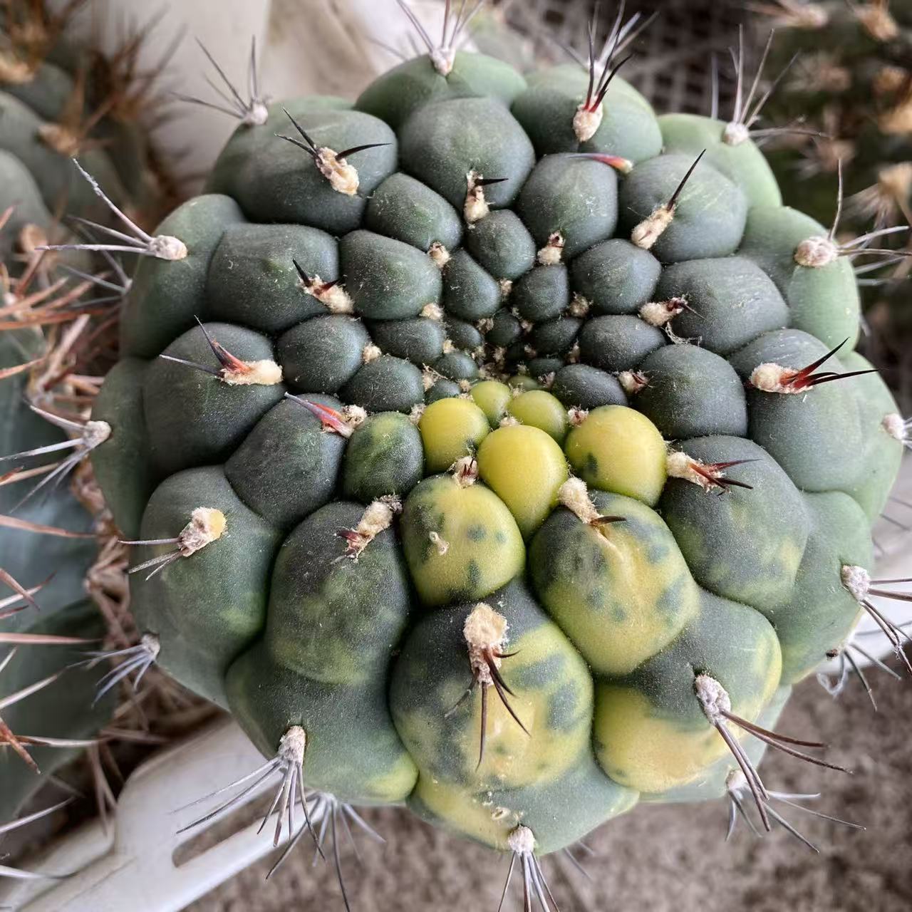 云锦或新天地锦       仙人球漳州基地直发 