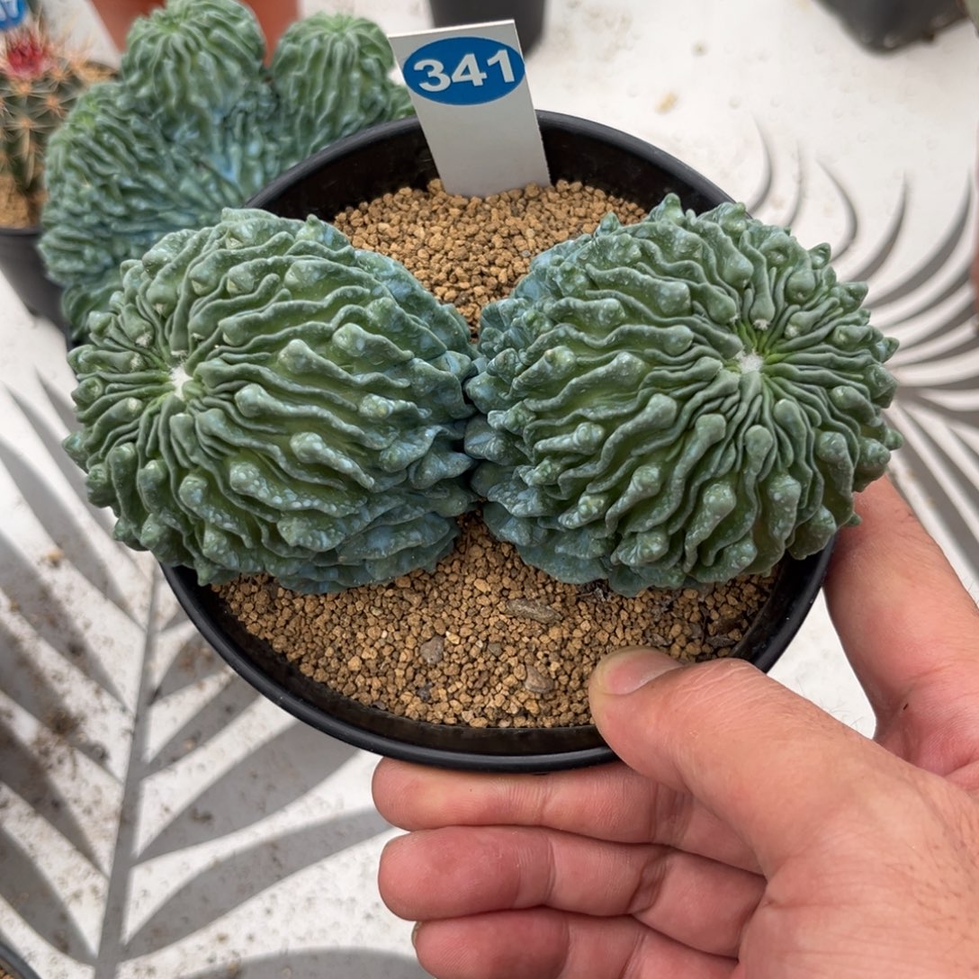 小***人341双头蝌蚪球带盆带土