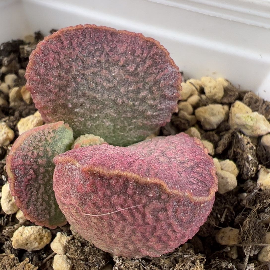 实生新品多肉植物水泡实生新品