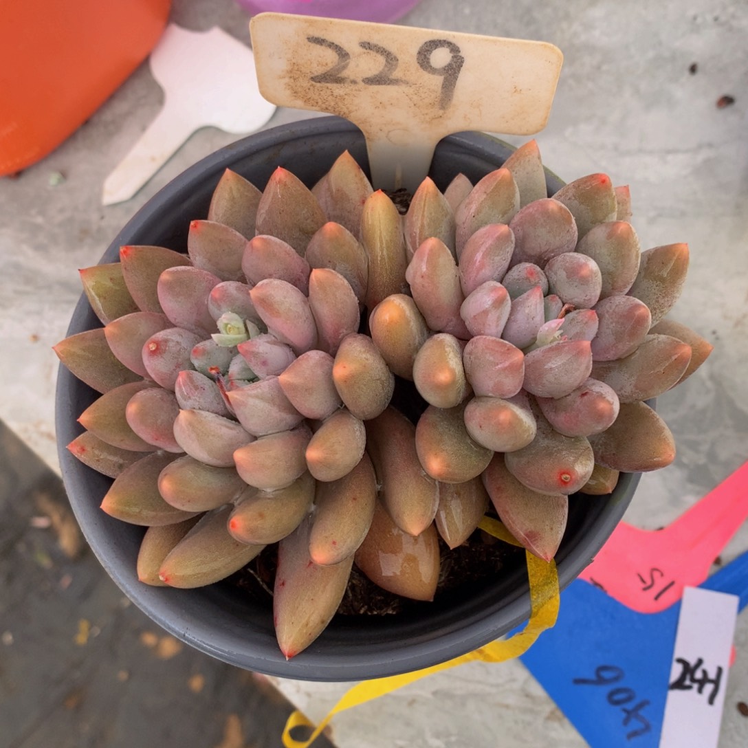 所罗门7272672722772