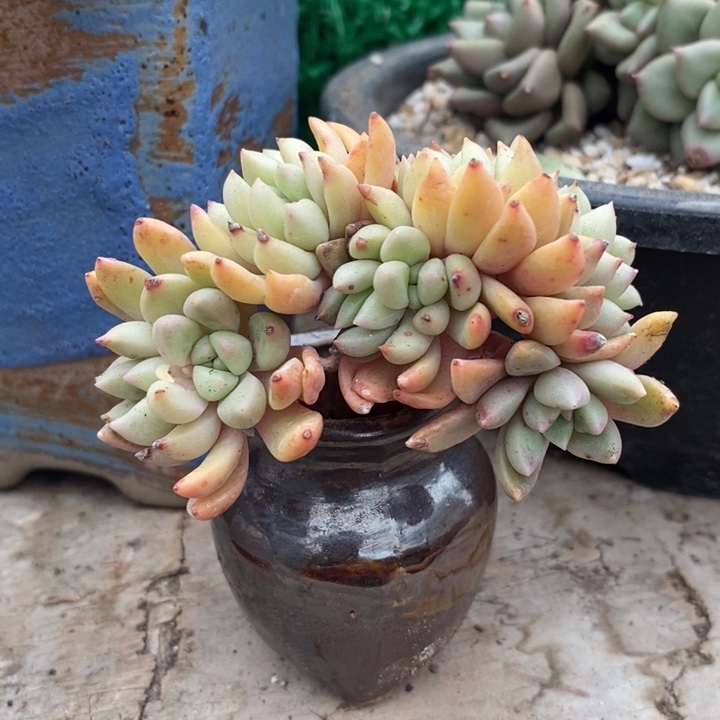 璀璨缀化带盆土多肉