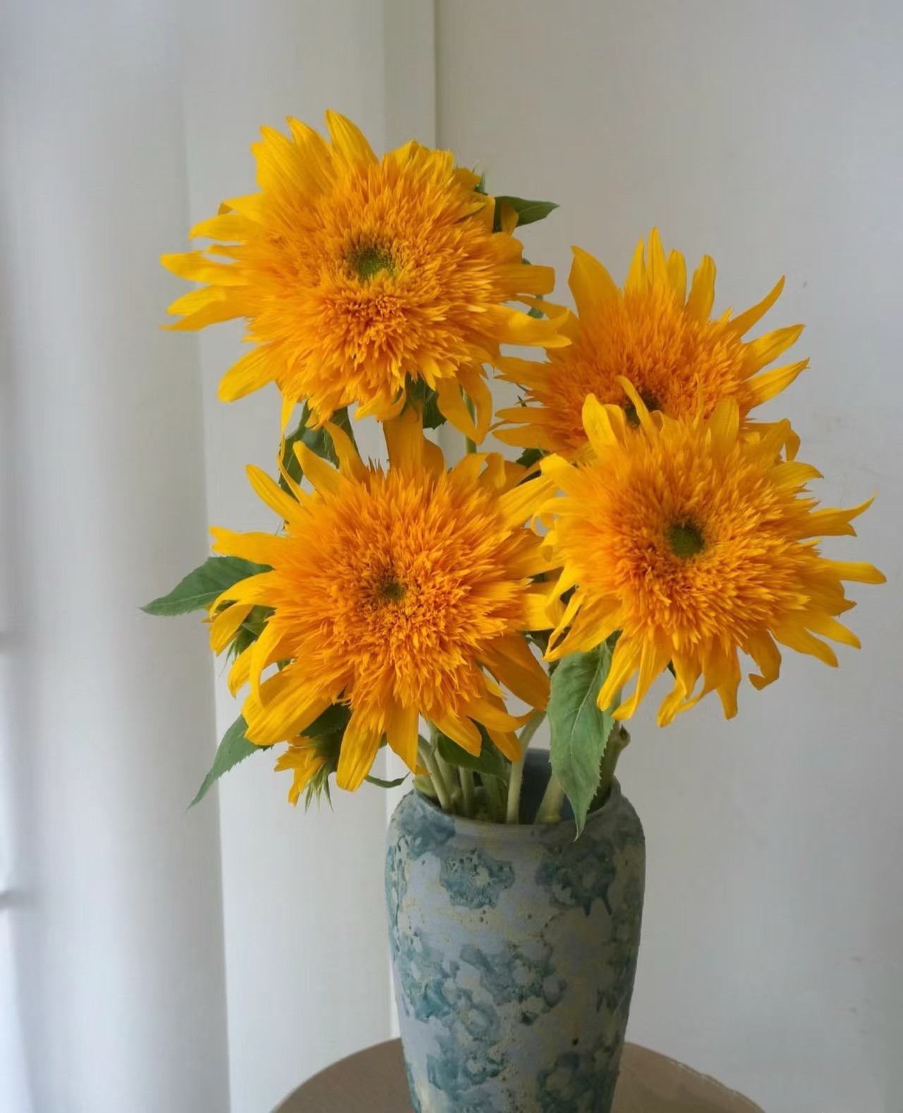 多头泰迪向日葵-云南基地直发（顺丰包邮）