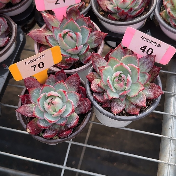 冷***花21、40、70 惊鸿仙子多肉植物6-9cm