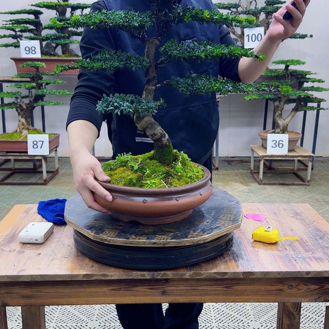 随***见无花朵珍珠罗汉松造型盆景