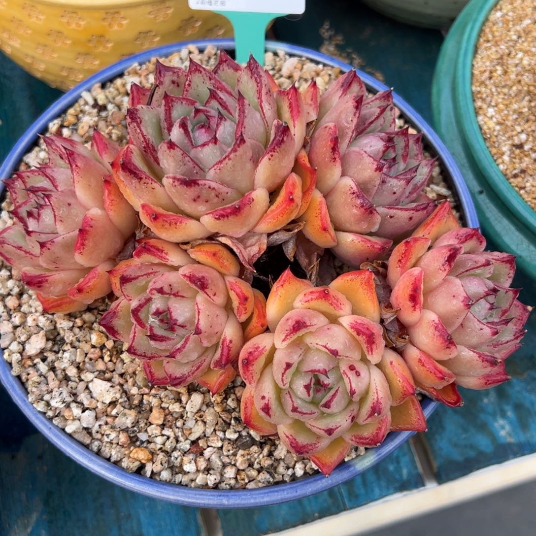 从前慢多肉精选编号0310.90