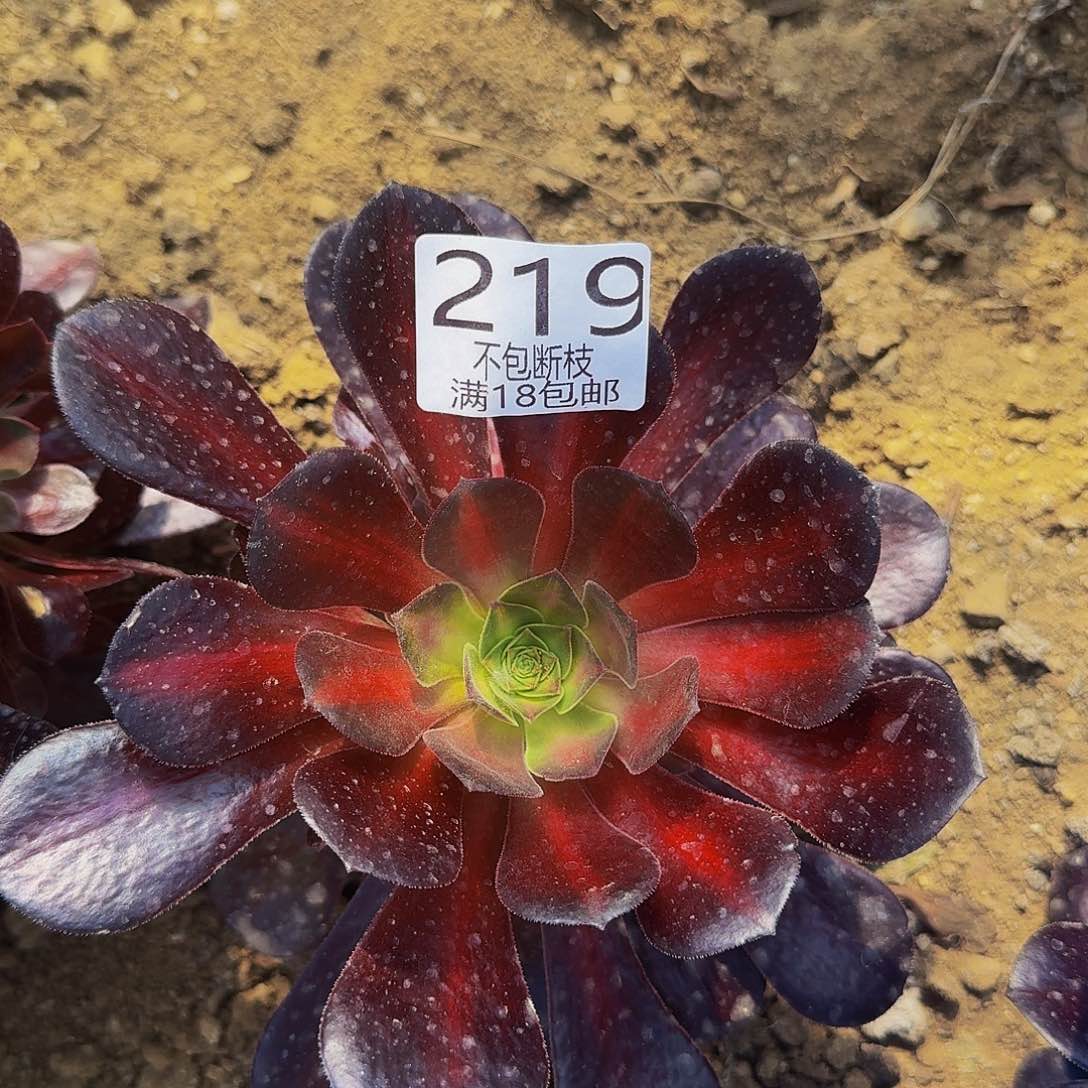 219华纳锦多肉法师的