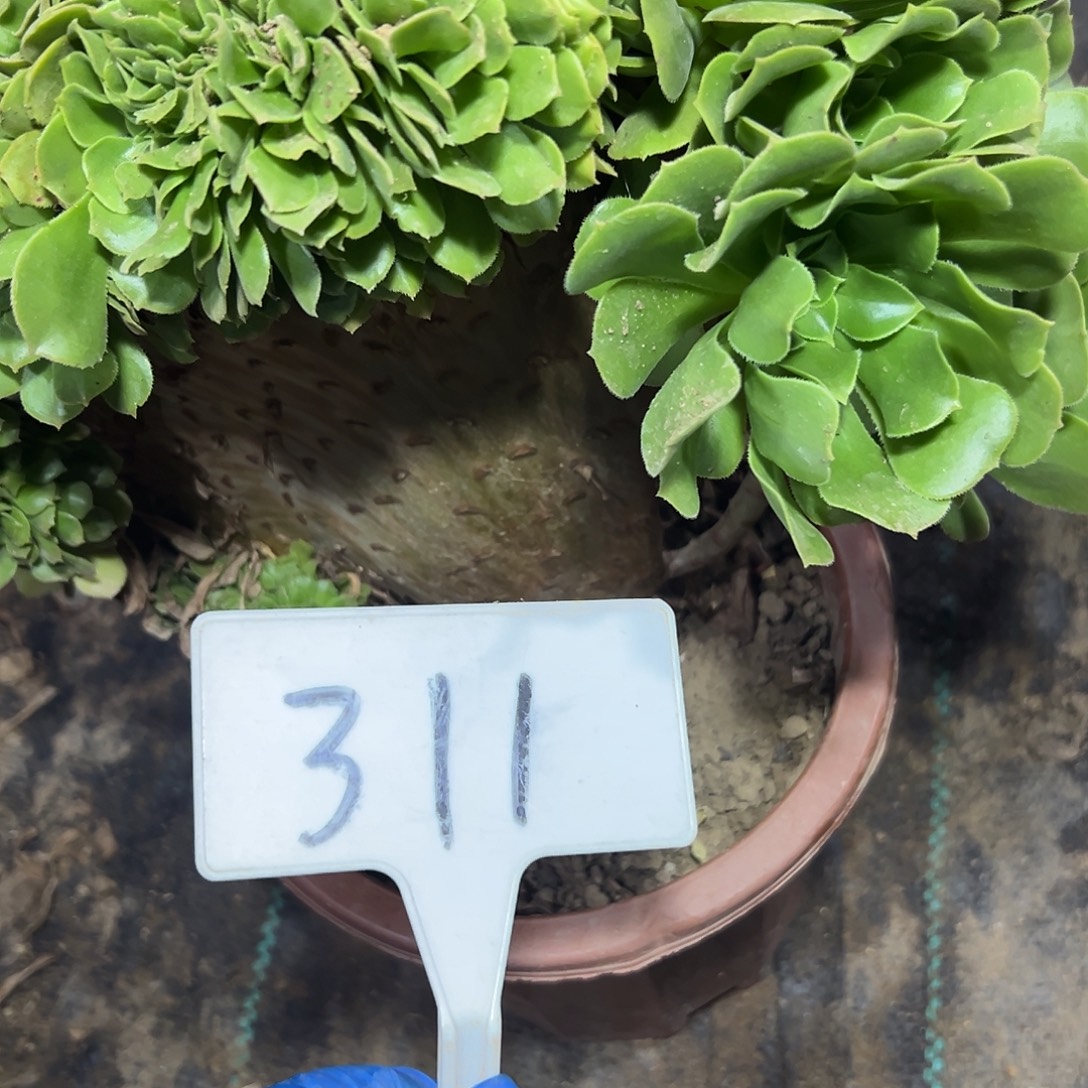 多肉植物绿羊绒缀花311