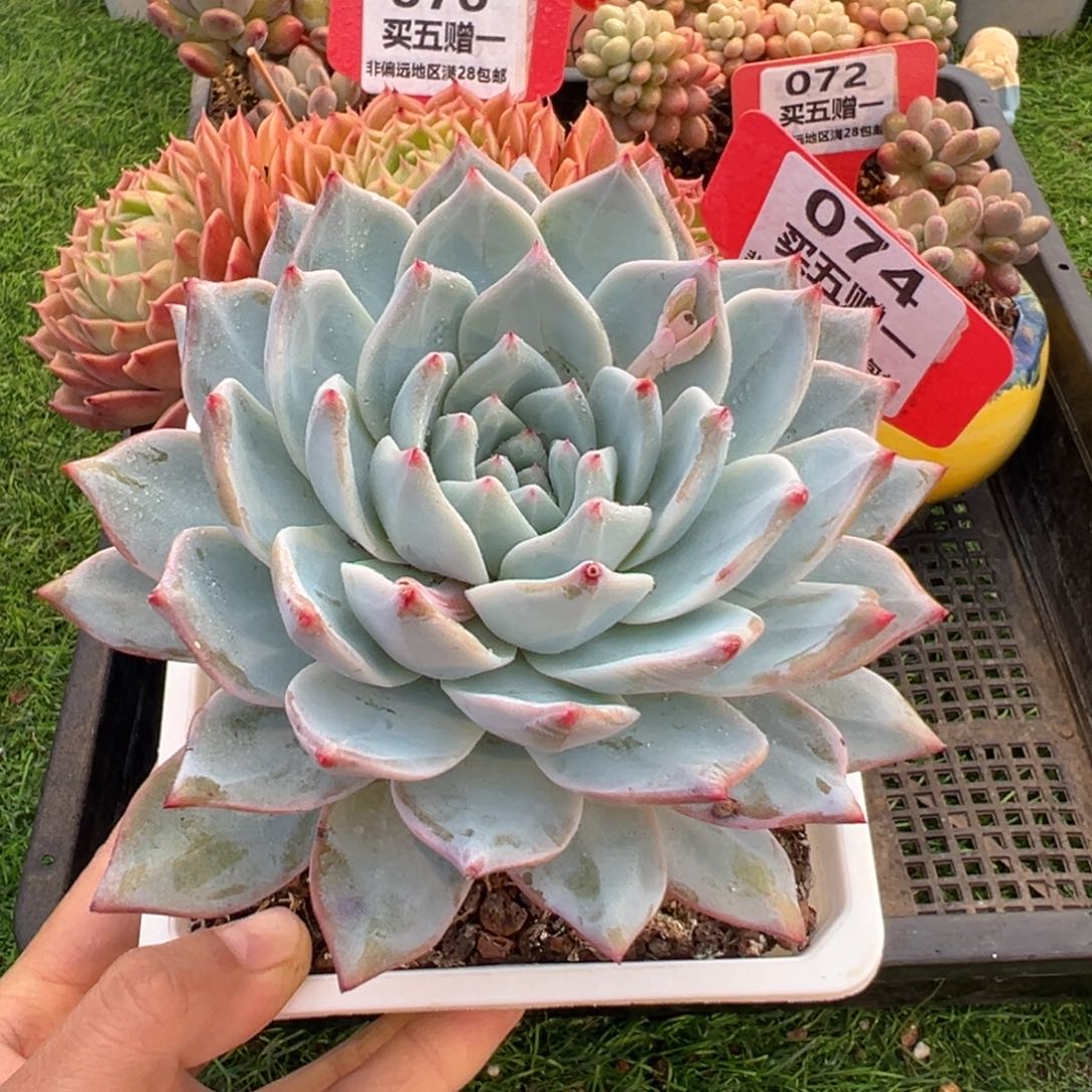 表妹精品多肉074.