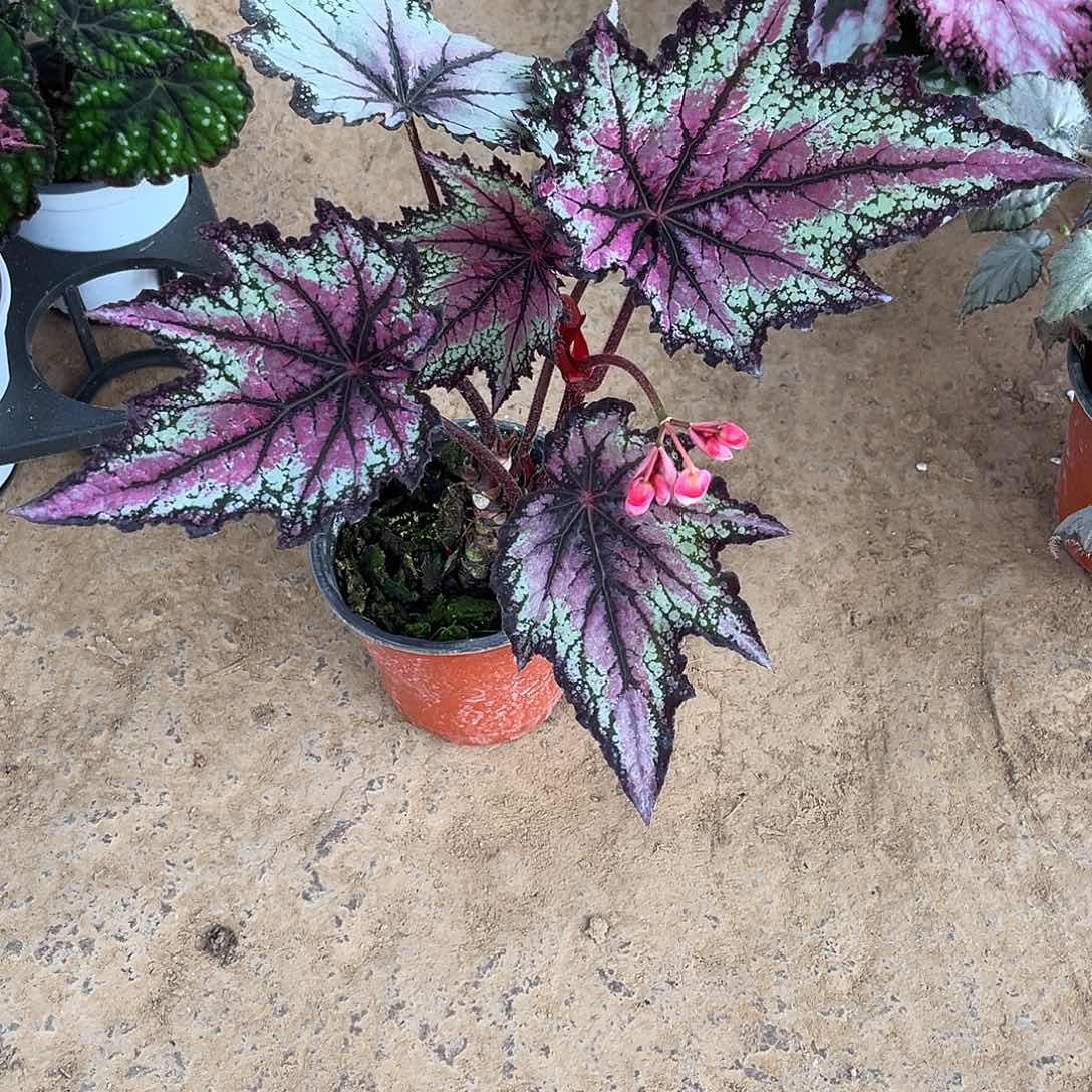 无花朵罗伯特广东