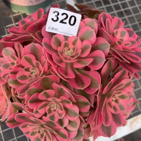 320女巫22厘米左右