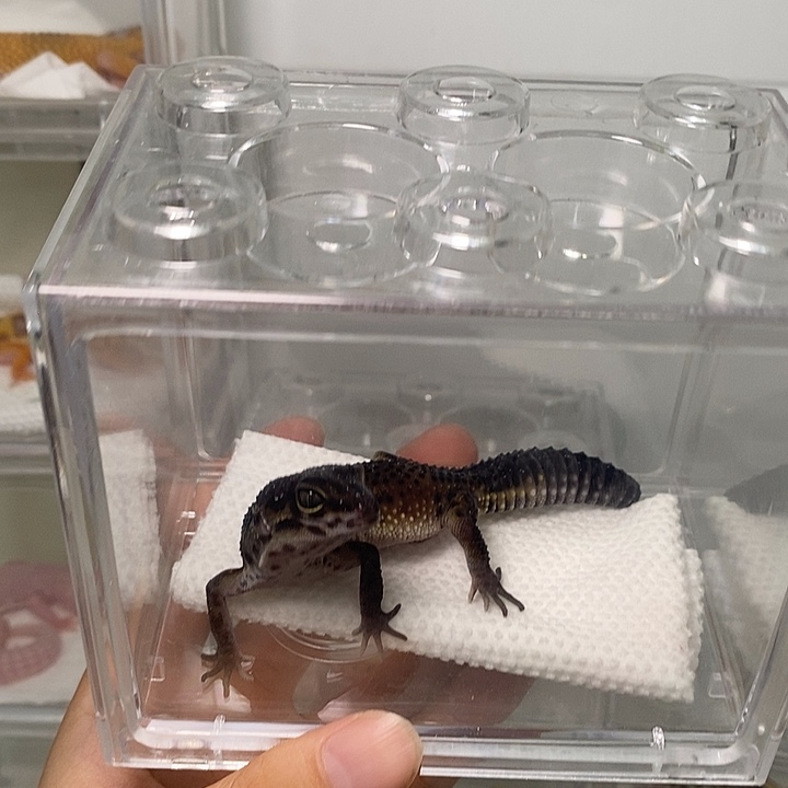 豹纹守宫豹纹包文手工