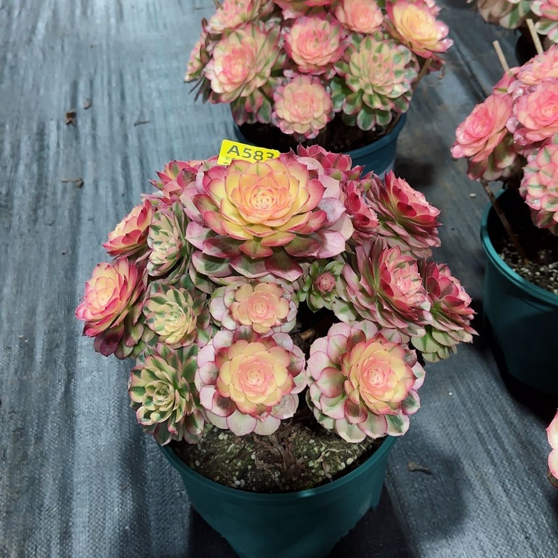 倾城法师多肉植物583