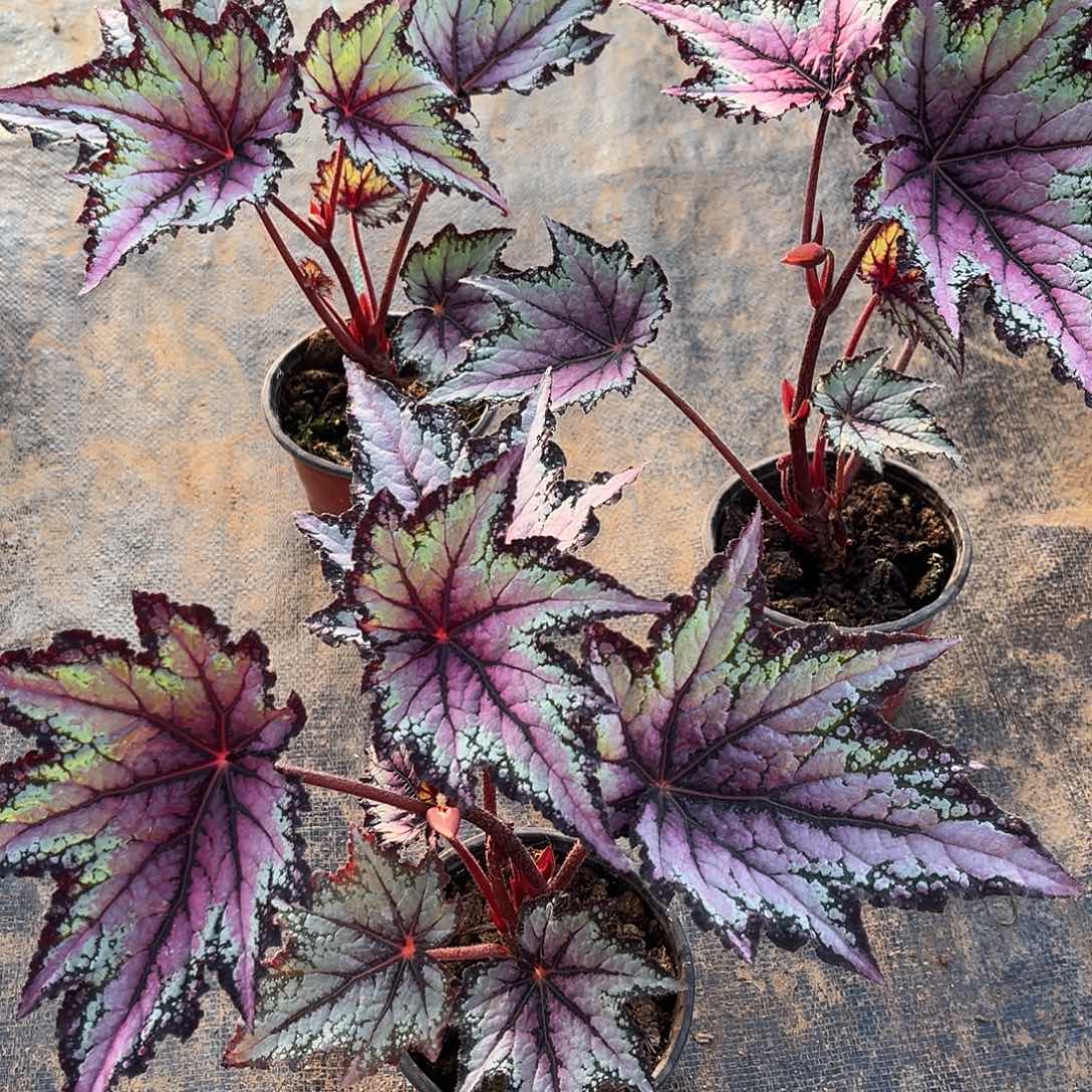 不开花植物罗伯特高登