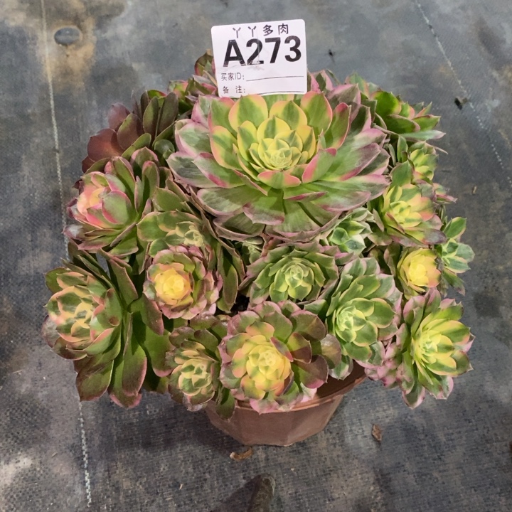 W***Q海仙27300000000000