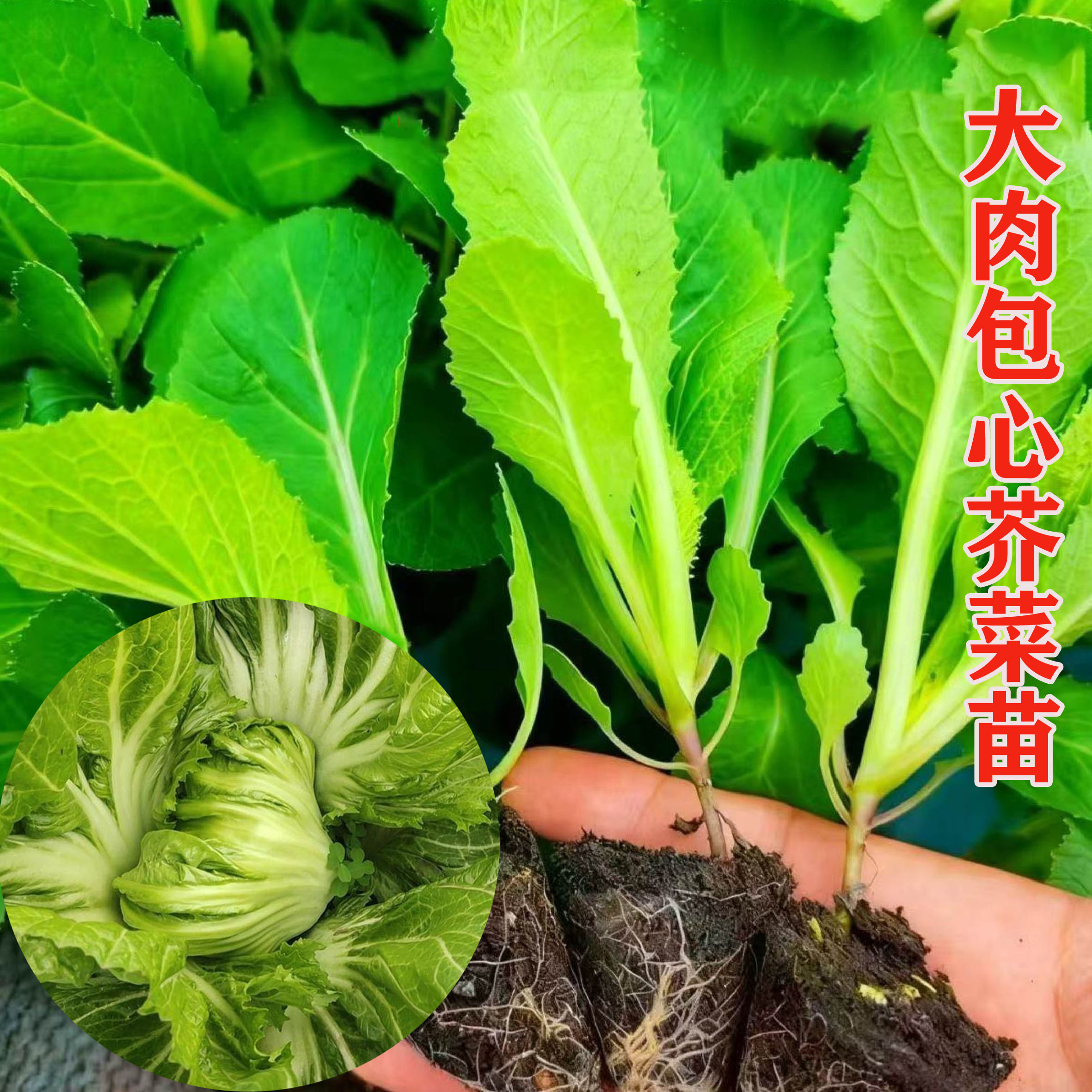大肉包心芥菜秧苗做酸菜包心苦菜秧苗花边芥菜庭院阳台盆栽蔬菜苗