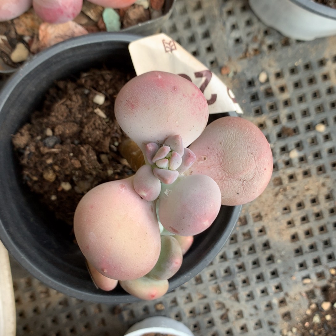 小屁桃奶酪多肉小屁桃286