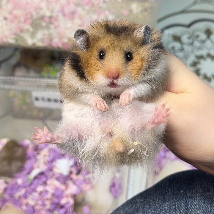 直毛虎纹妹妹福利小鼠一只