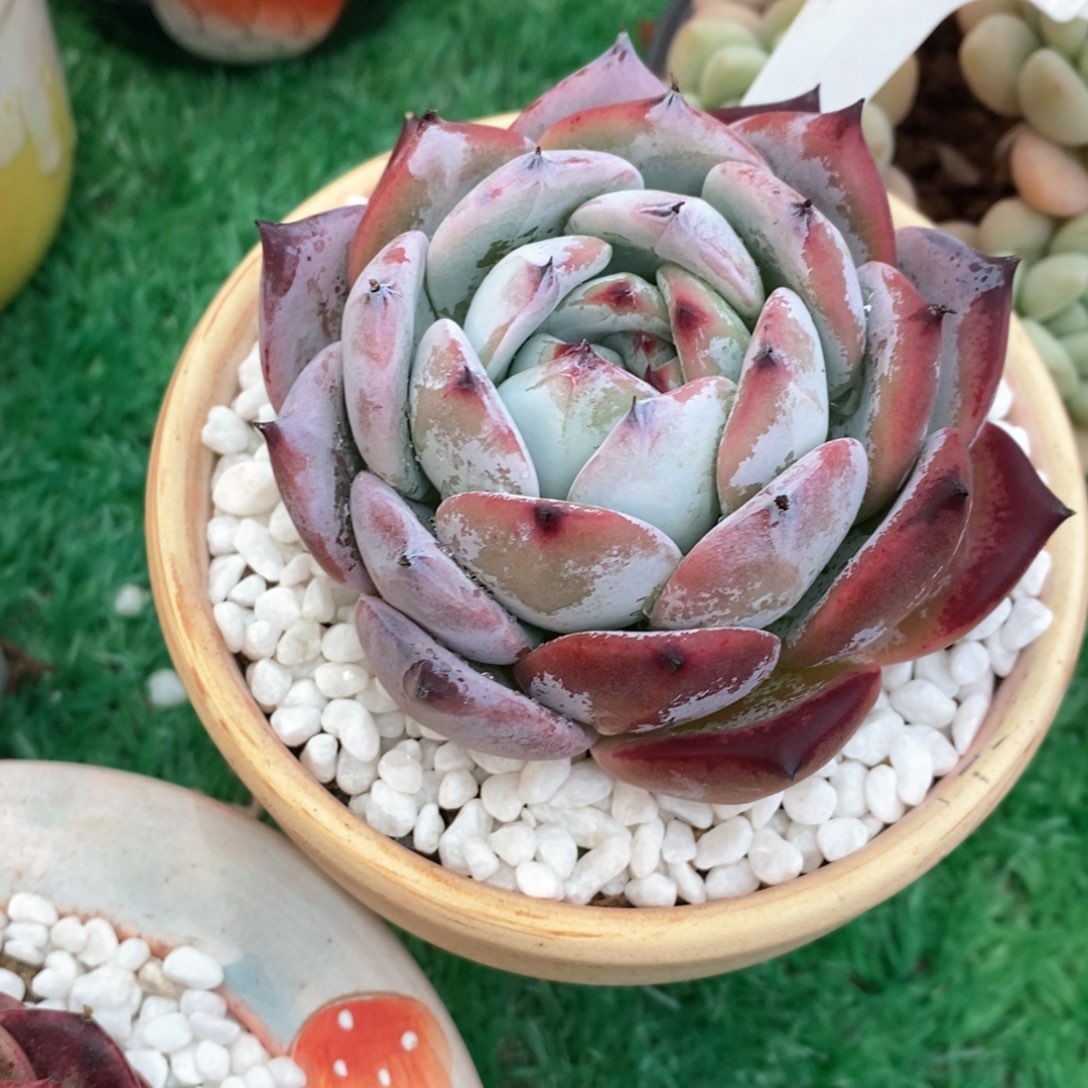 紫卡多肉植物盆栽
