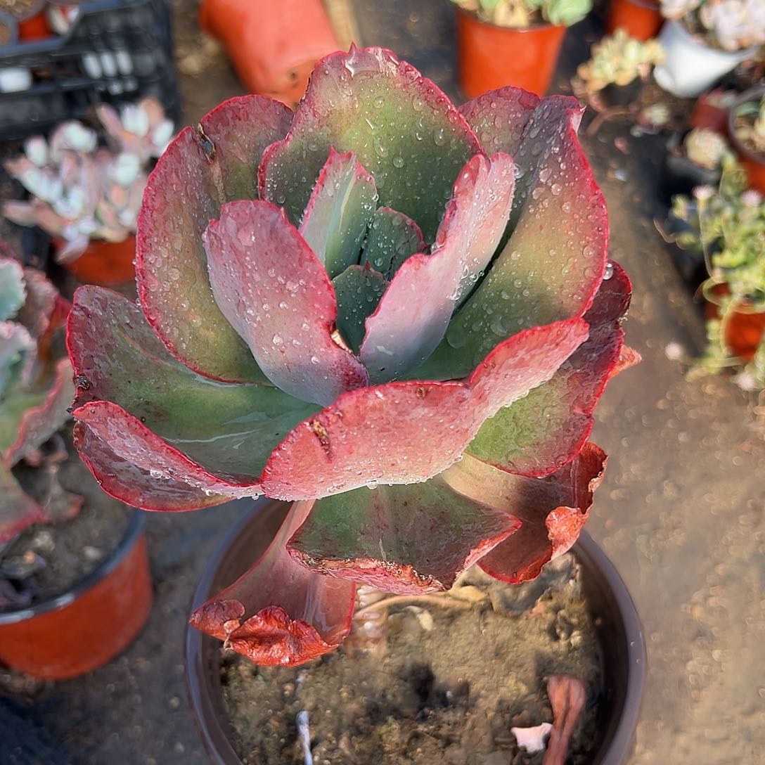 嘟嘟嘟摸我摸我中央音乐学院