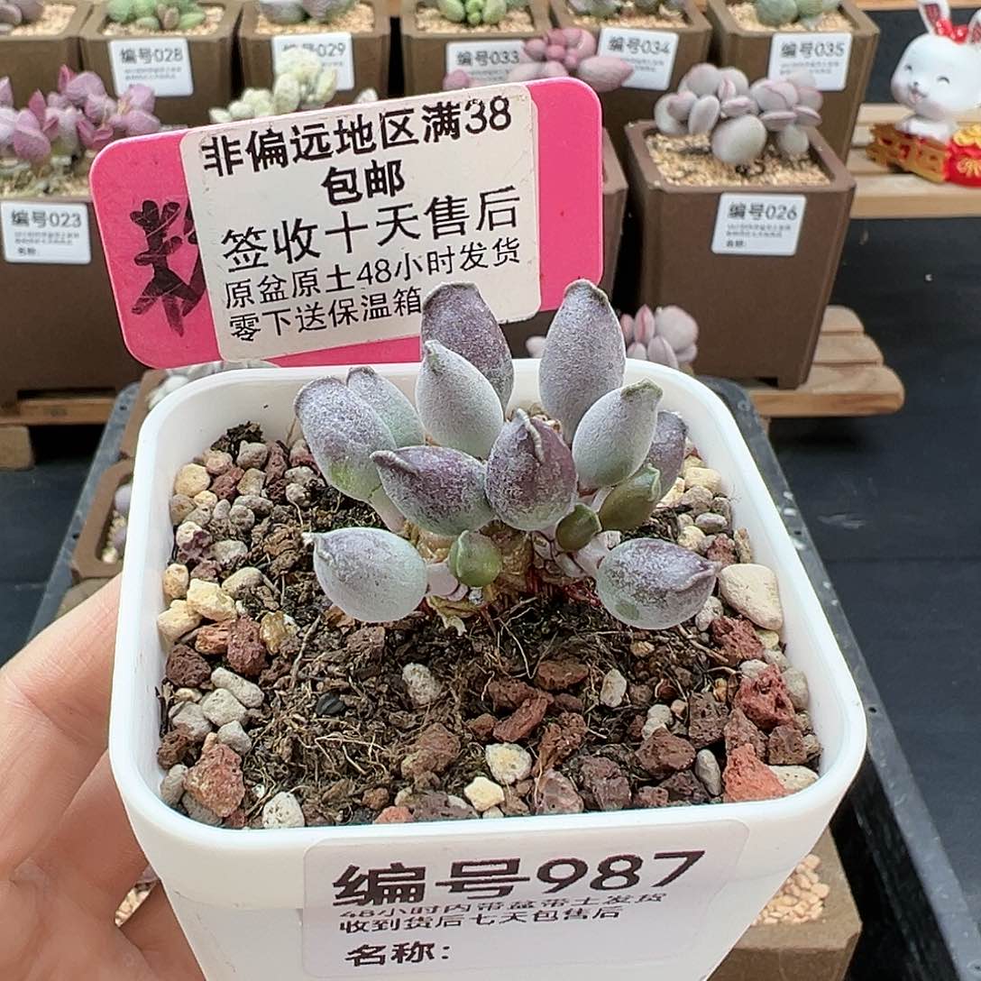 987艺妓海豹多肉