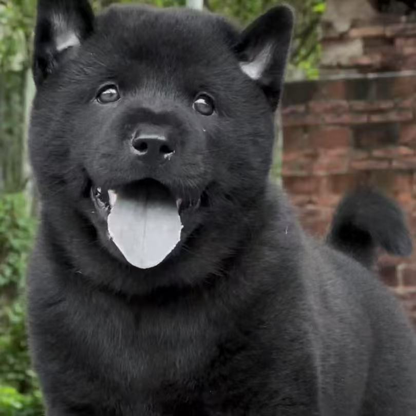 五黑犬幼犬正宗广西土猎犬中华田园犬霸气听话看家护院