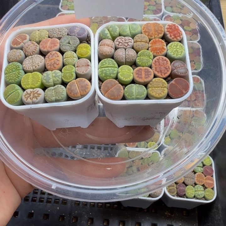 多肉植物的生长发育109