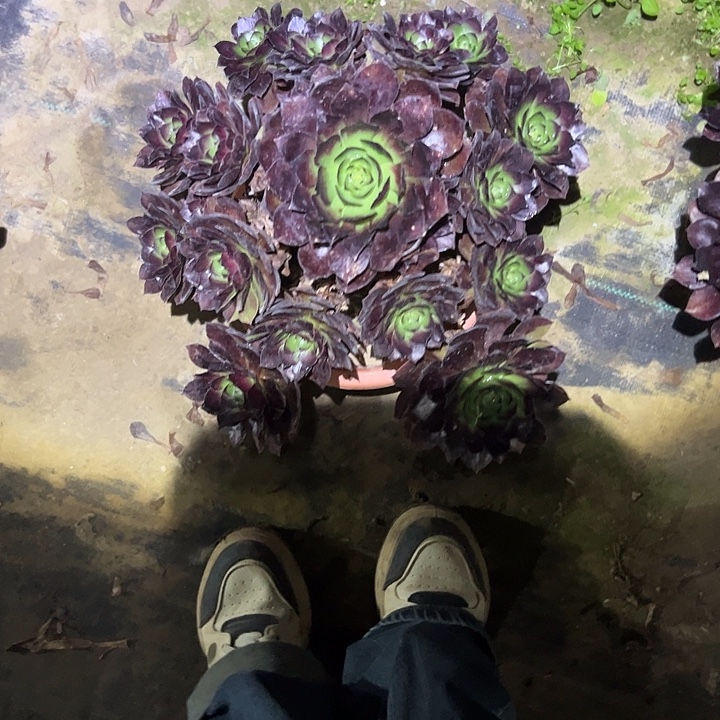 不是侧枝一物一拍97