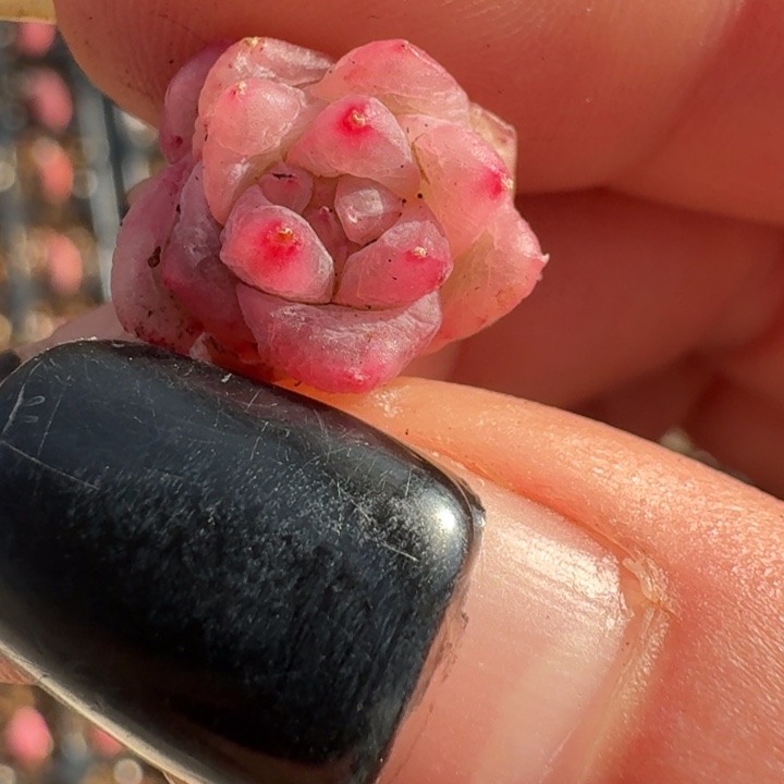 芙***斯冰月亮侧芽一物一拍