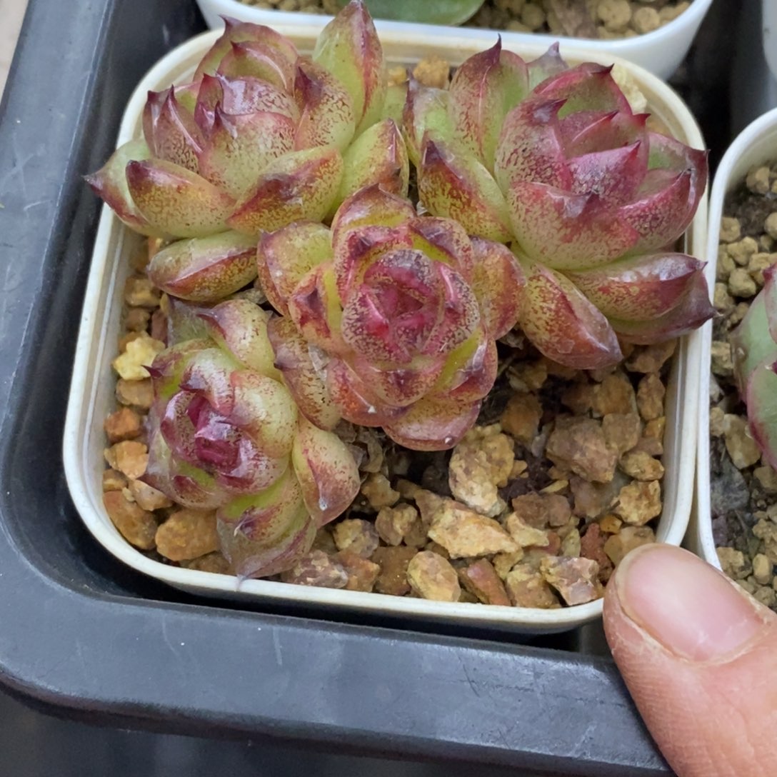 精品多肉一物一拍不包整389