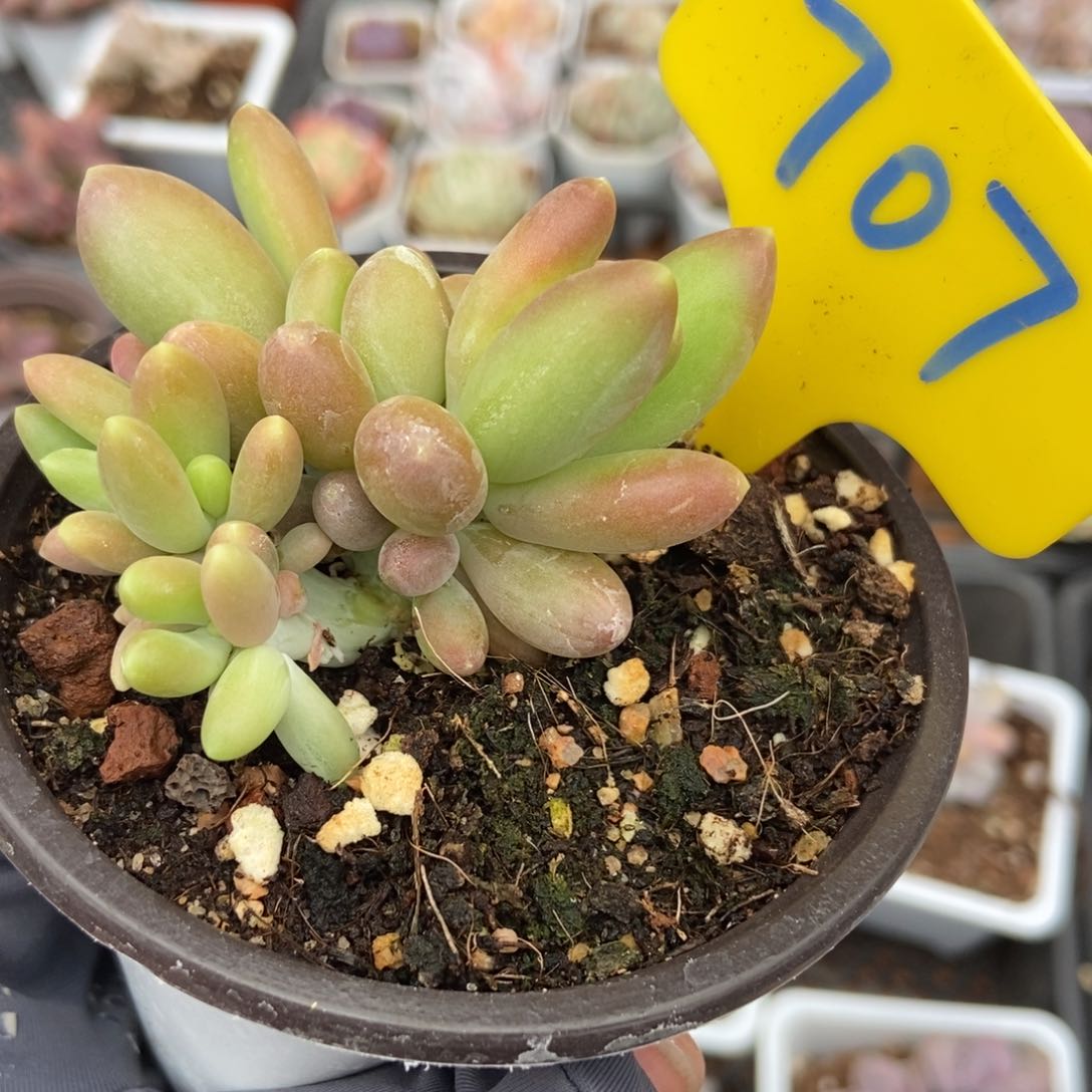 707芒果美人多肉植物