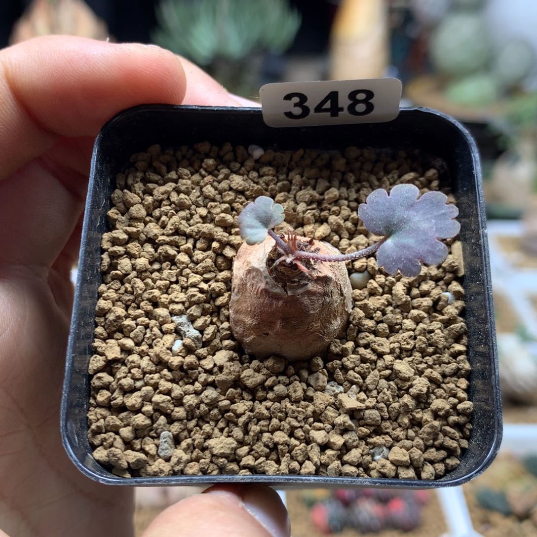 肾叶杨葵母本带盆多肉348