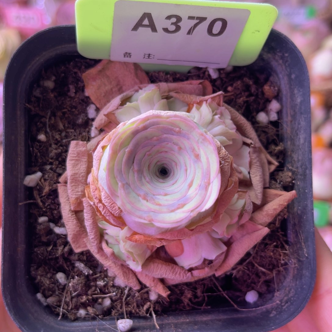 小玉玫瑰一物一拍A370