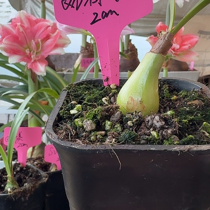 无花朵奶油2侧球直径2cm