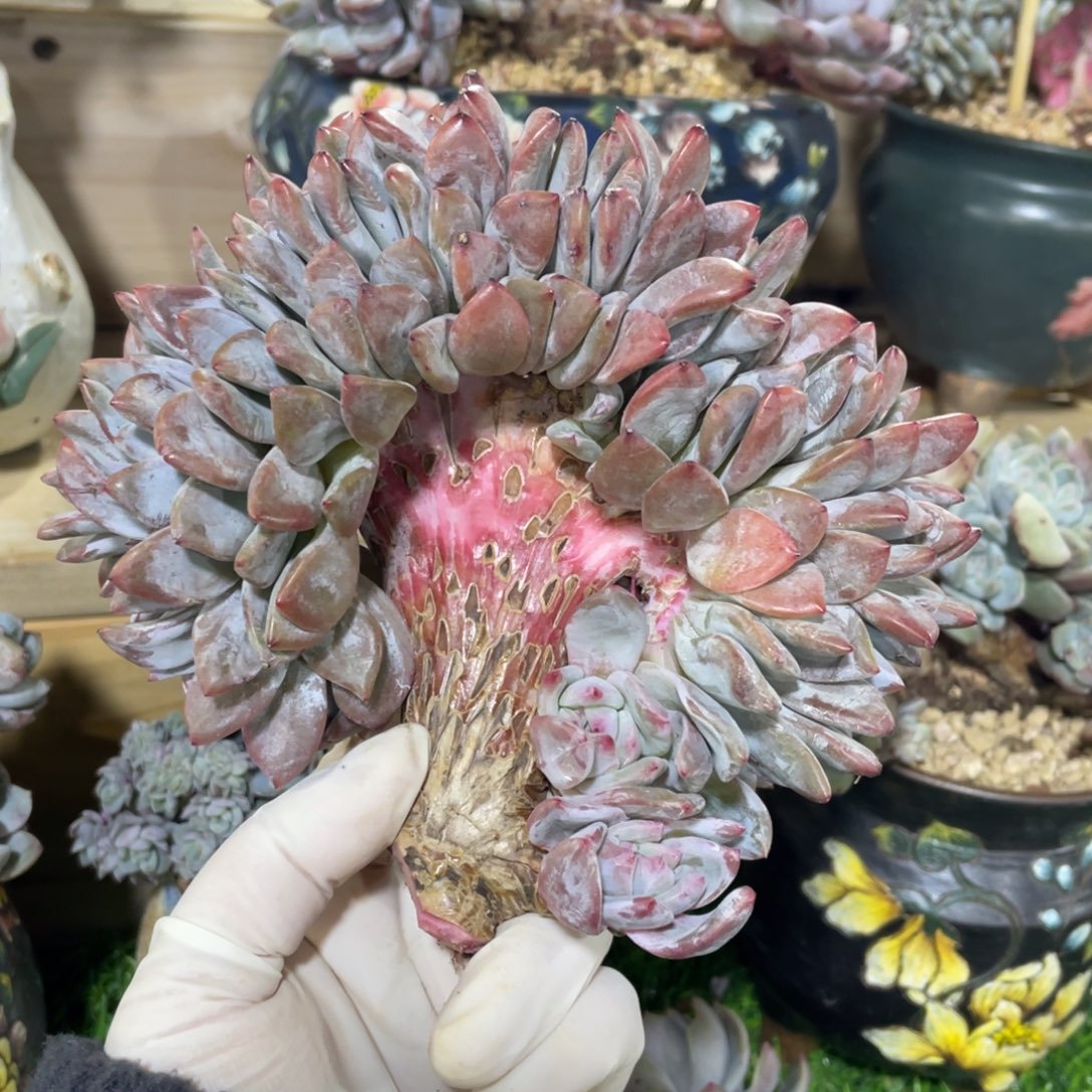 叁***月星影底切发货三月的